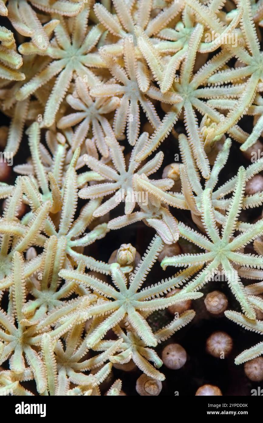 Organ Pipe Coral, Tubipora musica, Lembeh Strait, North Sulawesi, Indonesia Foto Stock