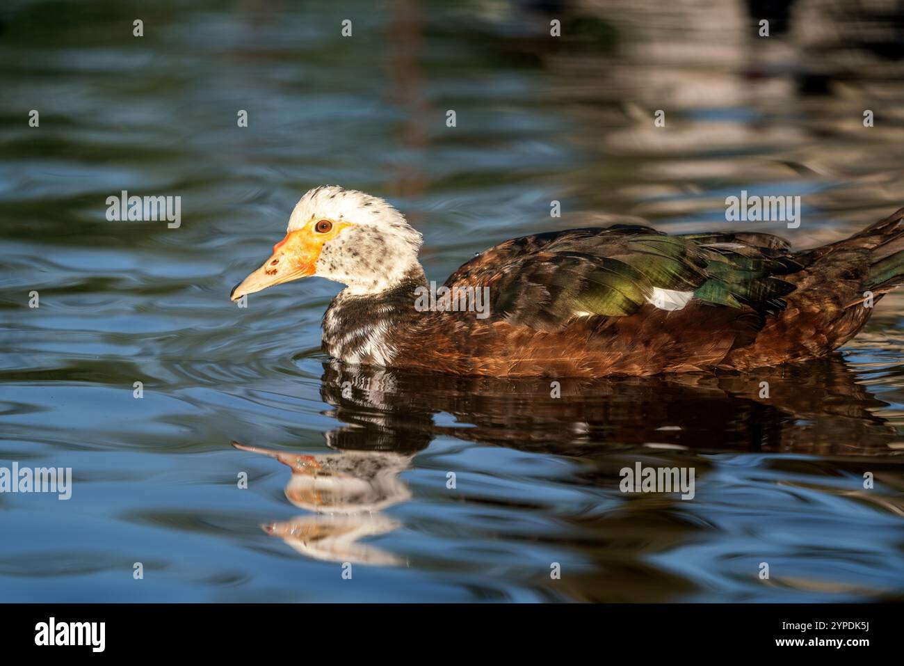 Anatra moscovita domestica su un lago (Cairina moschata) Foto Stock