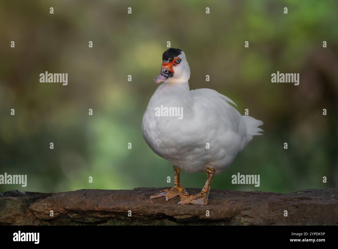 Anatra moscovita domestica bianca (Cairina moschata) Foto Stock