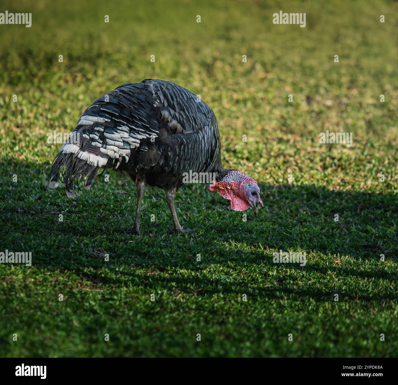 Cibo domestico di tacchino (Meleagris gallopavo domesticus) Foto Stock