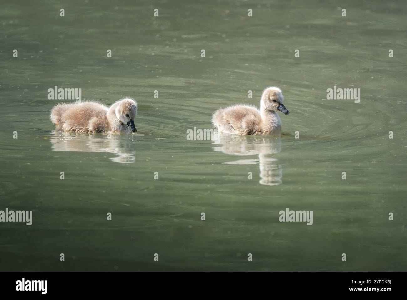 Cignetti di cigno nero (Cygnus atratus) Foto Stock
