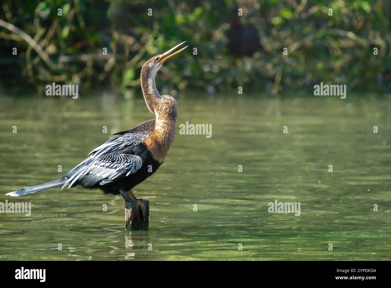 Donna Anhinga o Darter americano su un lago (Anhinga anhinga) Foto Stock