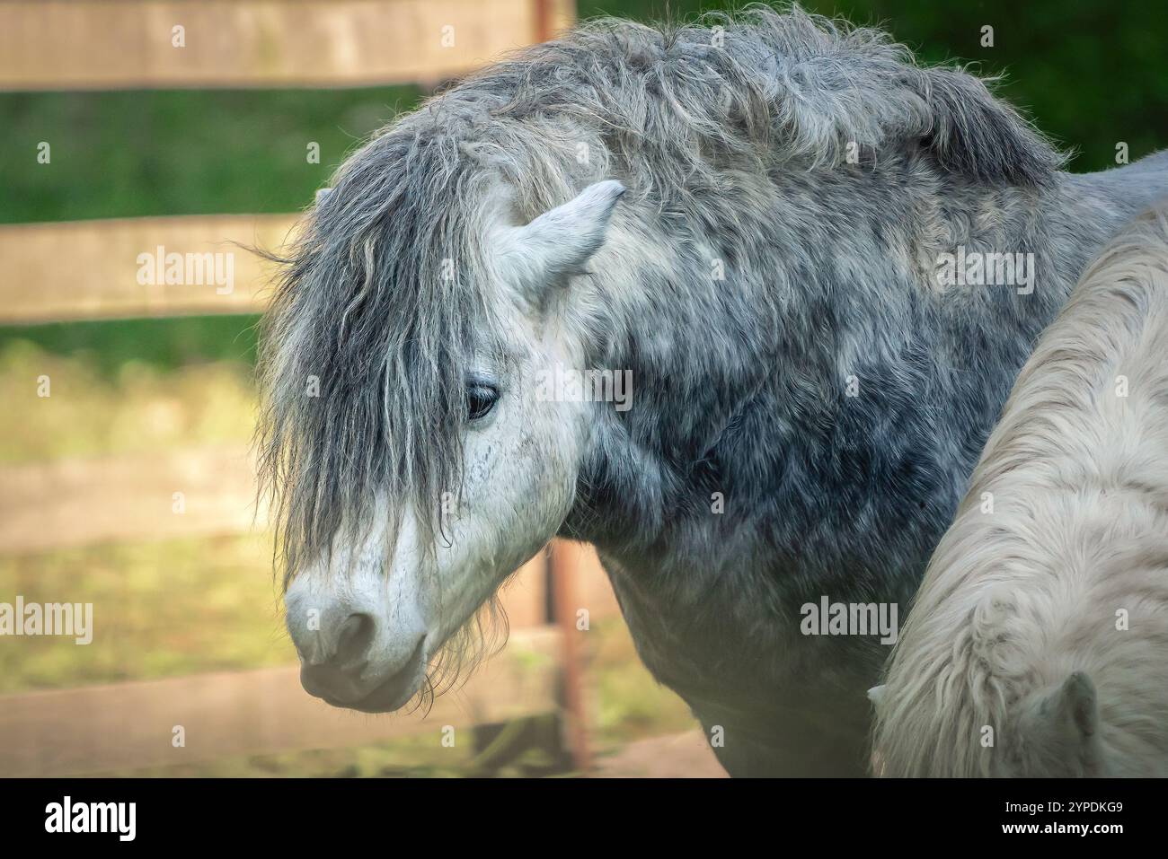 Pony - Cavallo in miniatura (Equus ferus caballus) Foto Stock