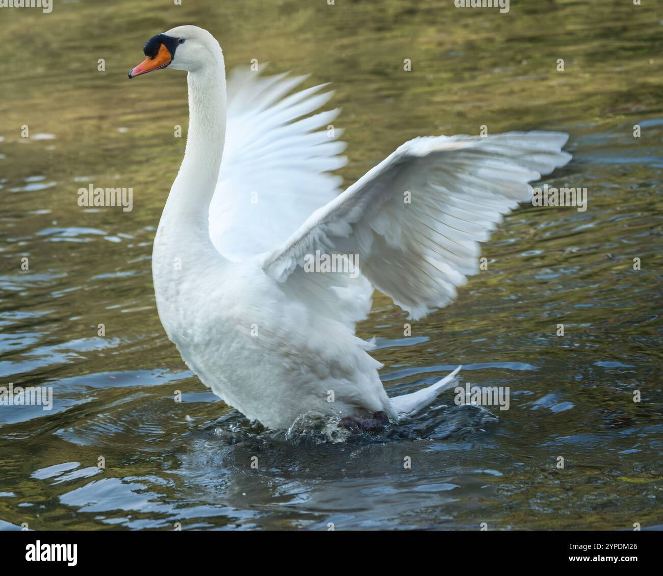 Il cigno muta sbatte le ali (Cygnus olor) Foto Stock