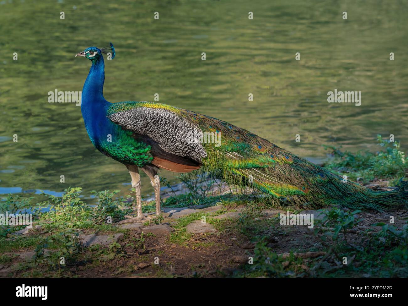 Peafowl indiano maschile (Pavo cristatus) - Pavone Foto Stock