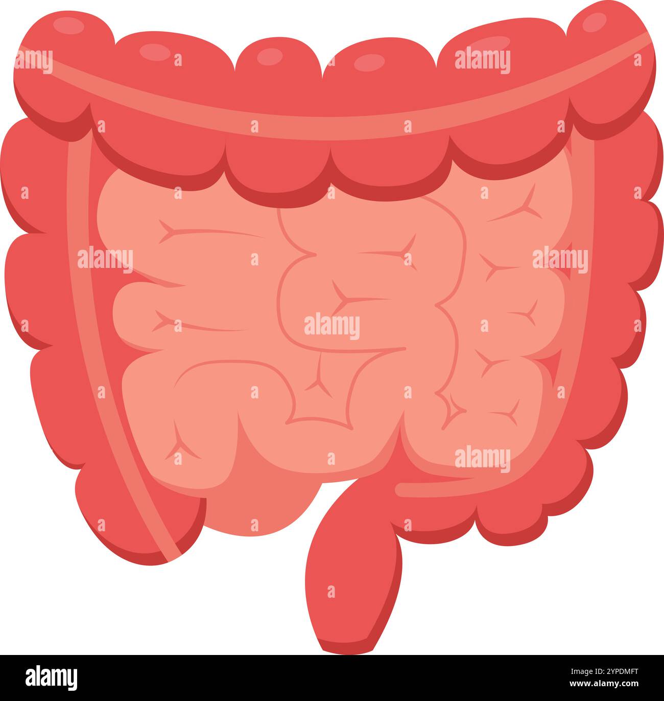 Illustrazione medica che rappresenta l'intestino umano, evidenziando il colon e l'appendice, utile per progetti educativi e sanitari correlati Illustrazione Vettoriale