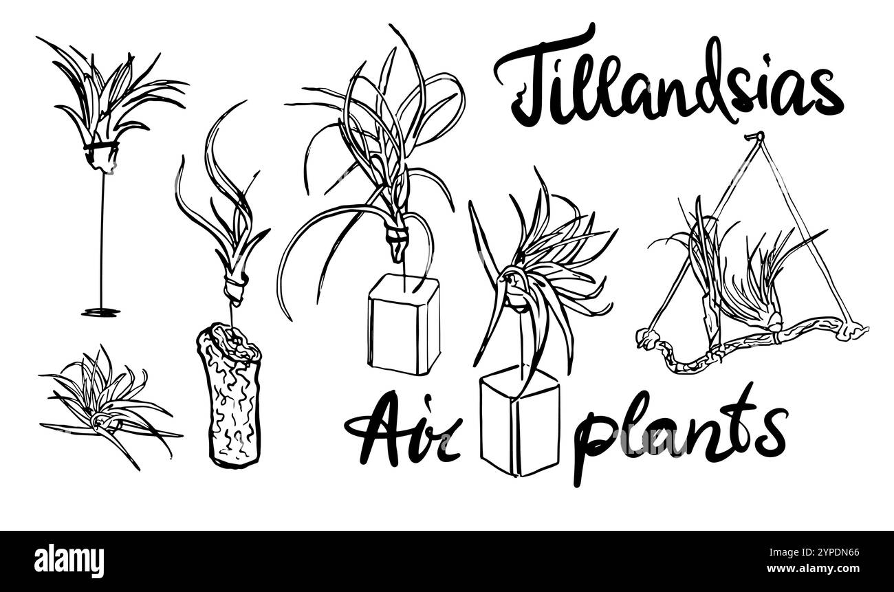 Set di impianti di aria. Schizzo disegnato a mano delle piante di tillandsia Illustrazione Vettoriale