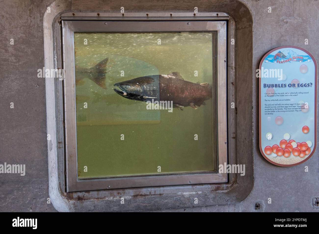 Un'area di osservazione dei pesci in un vivaio di pesci dove i visitatori possono guardare i salmoni chinook nuotare dal fiume all'incubatoio. In California, Stati Uniti. Foto Stock