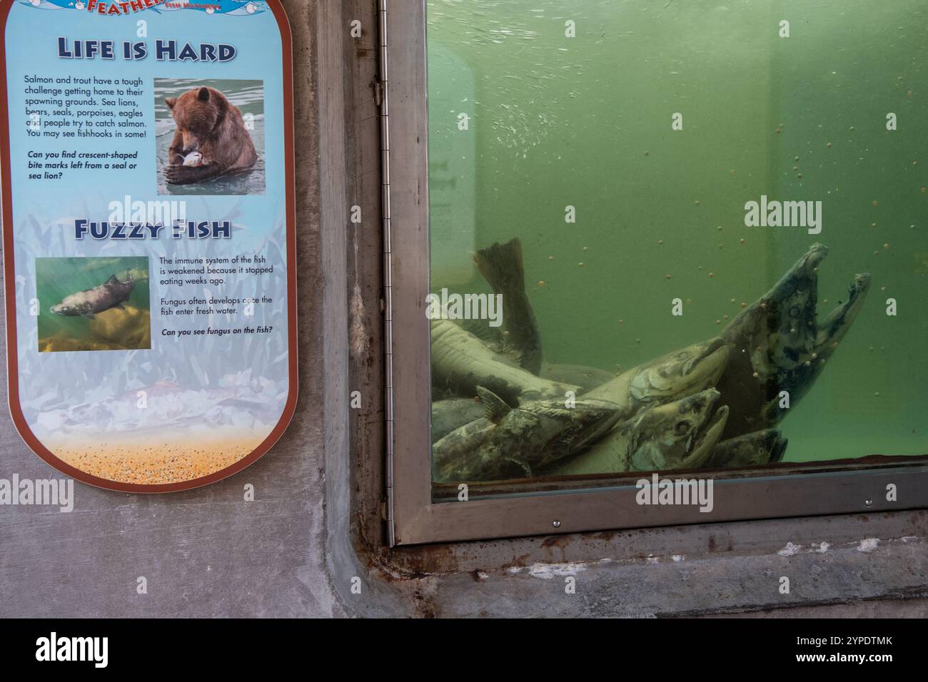 Un'area di osservazione dei pesci in un vivaio di pesci dove i visitatori possono guardare i salmoni chinook nuotare dal fiume all'incubatoio. In California, Stati Uniti. Foto Stock