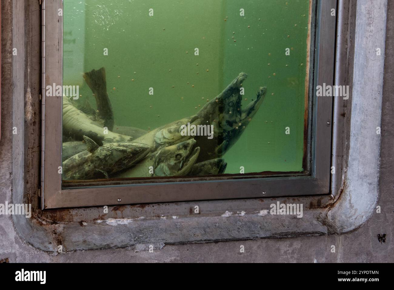 Un'area di osservazione dei pesci in un vivaio di pesci dove i visitatori possono guardare i salmoni chinook nuotare dal fiume all'incubatoio. In California, Stati Uniti. Foto Stock