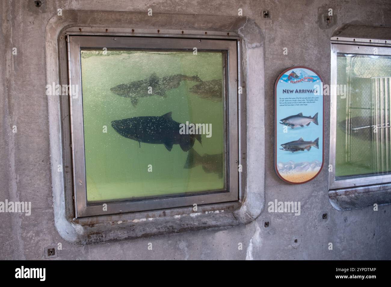 Un'area di osservazione dei pesci in un vivaio di pesci dove i visitatori possono guardare i salmoni chinook nuotare dal fiume all'incubatoio. In California, Stati Uniti. Foto Stock