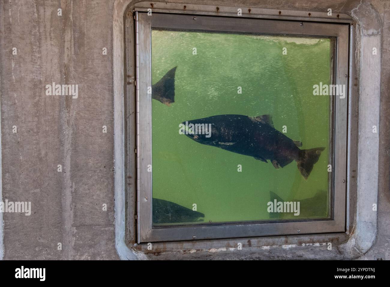 Un'area di osservazione dei pesci in un vivaio di pesci dove i visitatori possono guardare i salmoni chinook nuotare dal fiume all'incubatoio. In California, Stati Uniti. Foto Stock