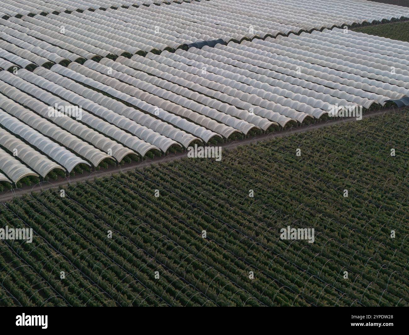 Vista aerea delle serre e del campo vicino a Watsonville, California, Stati Uniti. Foto Stock