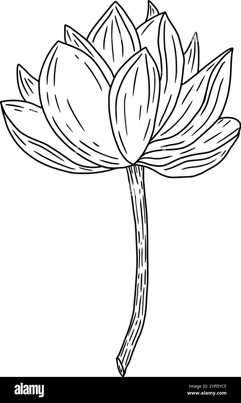 Un'illustrazione splendidamente dettagliata e disegnata a mano che raffigura uno splendido fiore di loto sul suo stelo. Grafica vettoriale in bianco e nero disegnata a mano in line art per materiali stampati, interni e altro ancora. Illustrazione Vettoriale