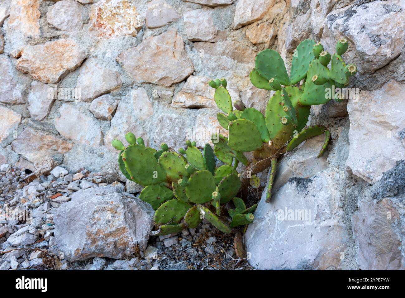 Il cactus verde di fico d'India cresce accanto a un muro rustico di pietra in un ambiente mediterraneo soleggiato. Concetto di piante resilienti, texture naturali e ari Foto Stock