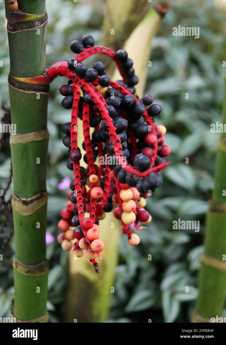 Ivory cane Palm, Pinanga coronata, Arecaceae. Jawa, Lesser Sunda sì, Sumatera, Malesia. Frutta. Foto Stock