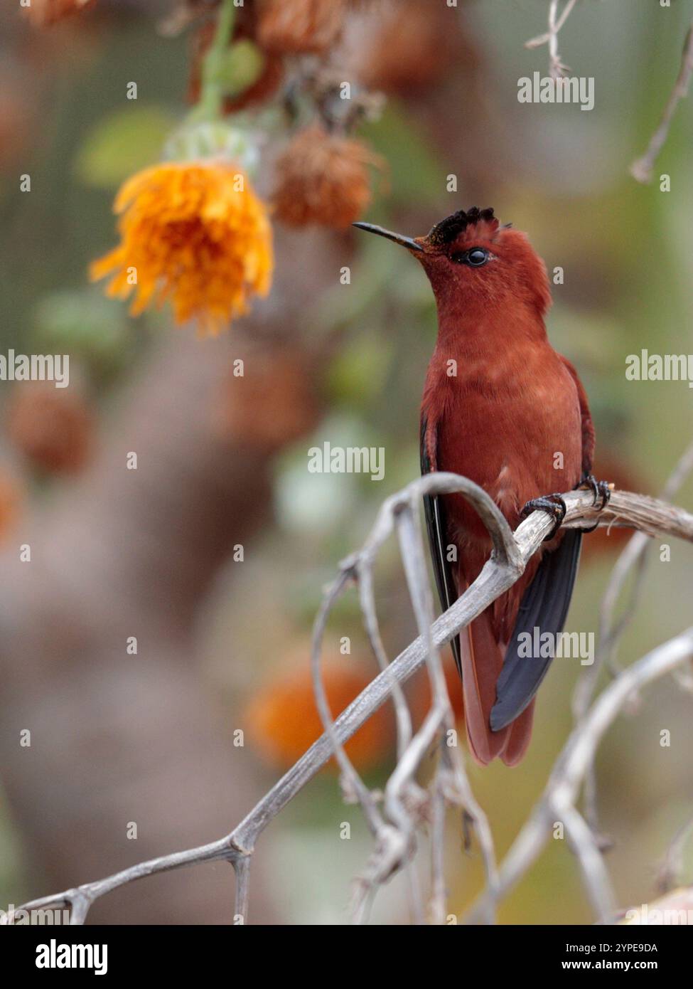 Juan Fernandez Firecrown (Sephanoides fernandensis) che si nutre di Cabbage Tree, Robinson Crusoe Island, Juan Fernandez Island Group, Cile marzo 2020 Foto Stock