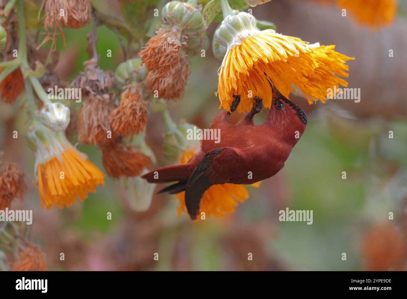 Juan Fernandez Firecrown (Sephanoides fernandensis) che si nutre di Cabbage Tree, Robinson Crusoe Island, Juan Fernandez Island Group, Cile marzo 2020 Foto Stock