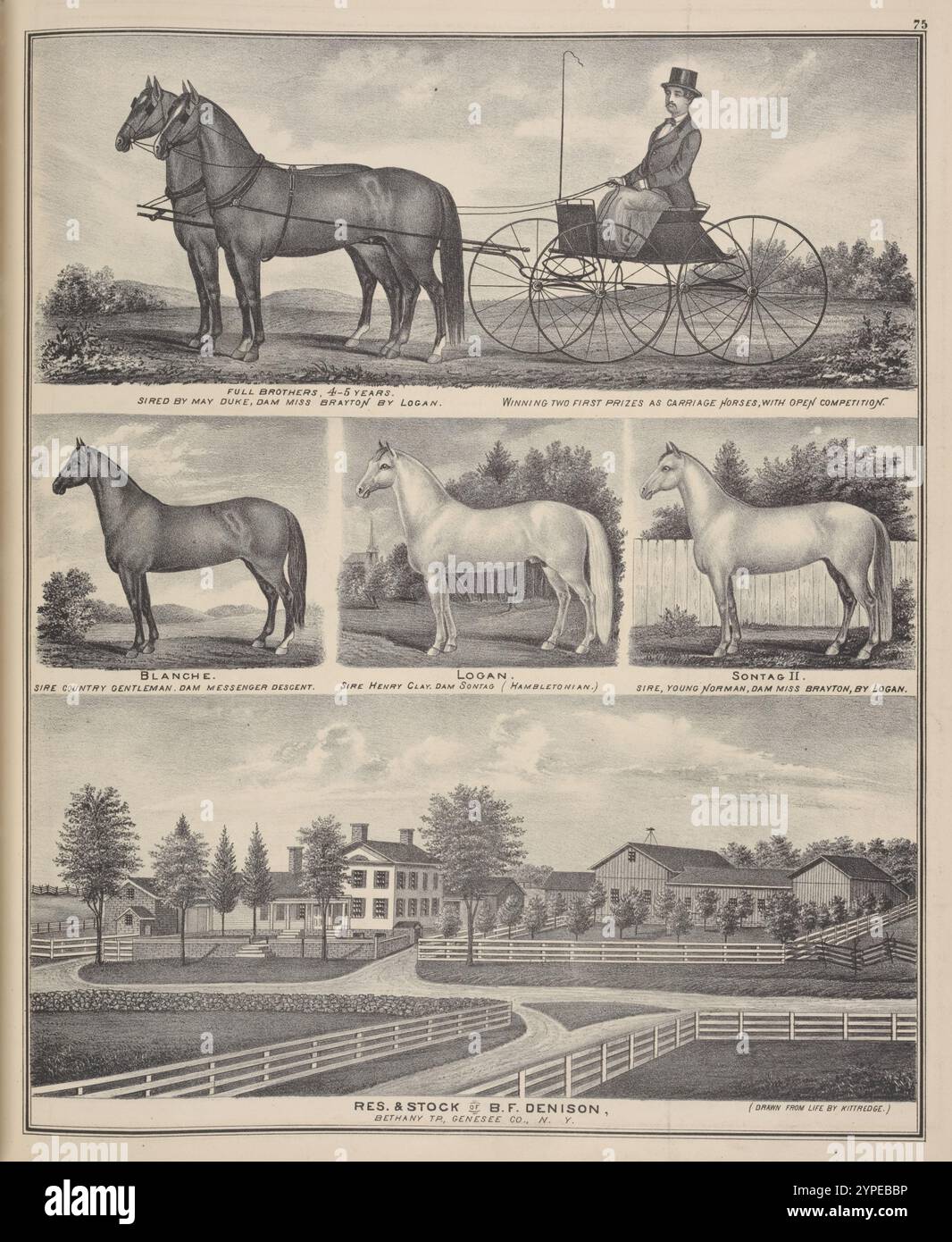 Fratelli pieni, 4-5 anni. Figlio di May Duke, Dam Miss Brayton di Logan. Vincendo due primi premi come cavalli da carrozza, con gara aperta. ; Blanche. Gentelman della Sire Country. Discesa del messeger DAM. ; Logan. Sire Henry Clay. Dam sontag ( Hambletoniano.) ; Sontag II Sire, giovane Norman, Dam Miss Brayton, di Logan. ; RIS & Stock of B. F. Denison, Bethany TP., Genesee Co., N.Y. 1876 di Everts, Ensign & Everts Foto Stock