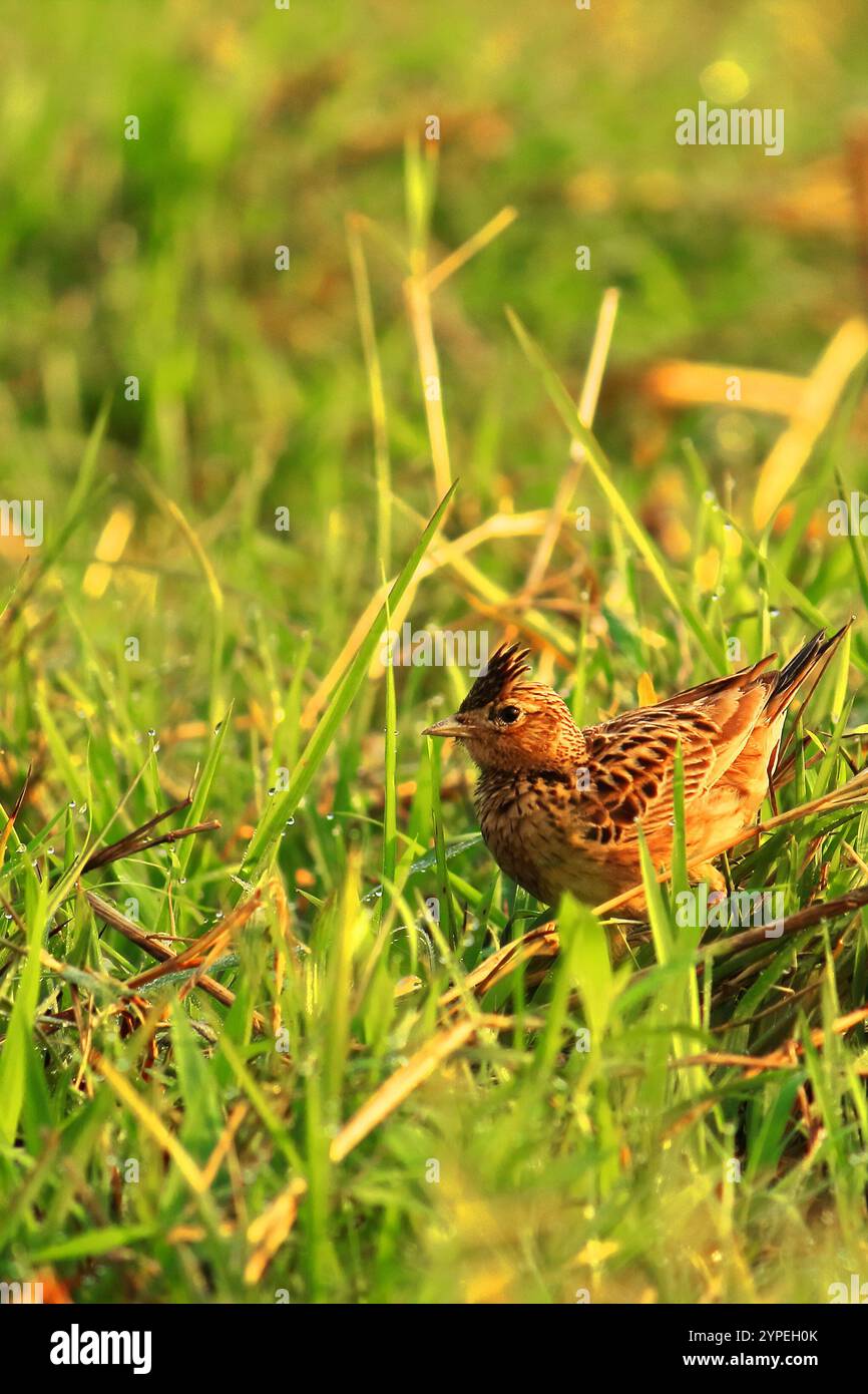 un piccolo grattacielo o scalogno orientale (alauda gulgula) in una prateria, nell'india centrale. scalogno orientale trovato in praterie aperte nella regione indo-sino Foto Stock