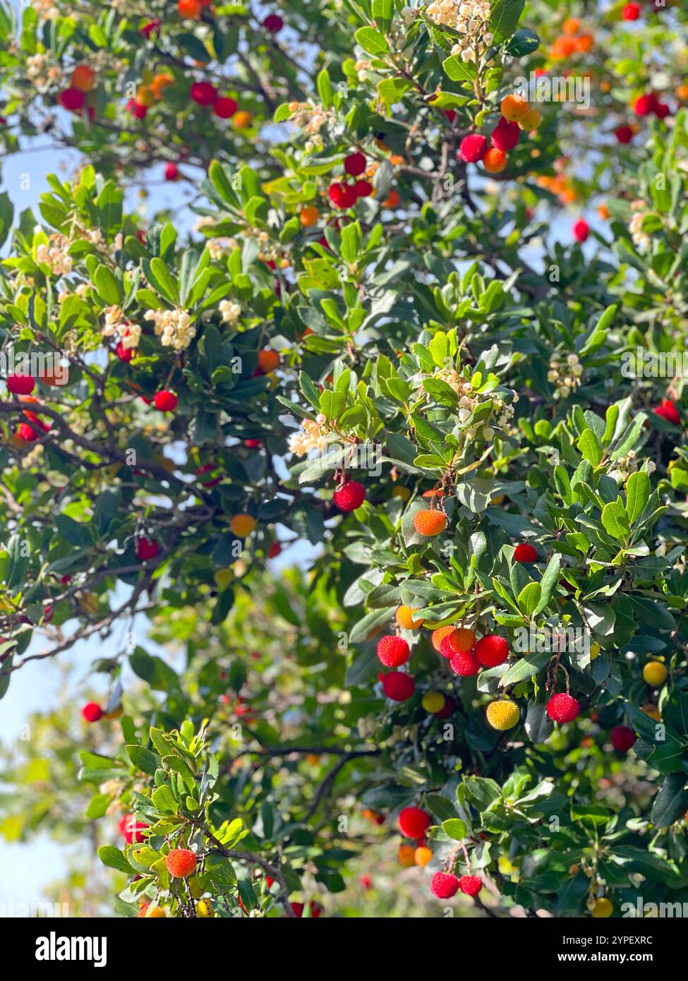 Frutta e foglie di bacca di cera sull'albero. Soleggiata giornata autunnale in Italia. Montagne e natura. Sfondo per la progettazione. Foto Stock