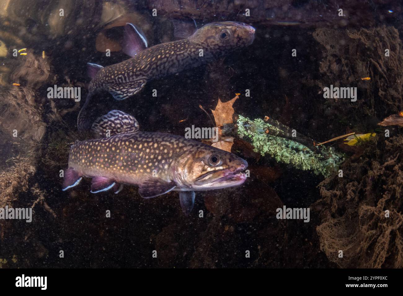 Una trota di ruscello (Salvelinus fontinalis) nelle acque pulite di un fiume d'acqua dolce nelle montagne della catena Blu della Carolina del Nord occidentale, Stati Uniti. Foto Stock