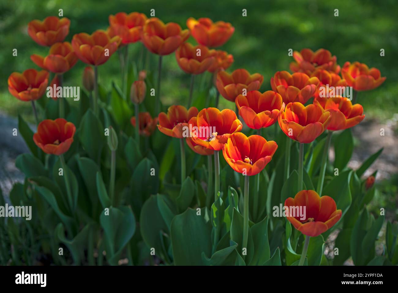 Tulipani rosso-arancio radiosi di sole e ombra: Un gioco di luci e colori Foto Stock