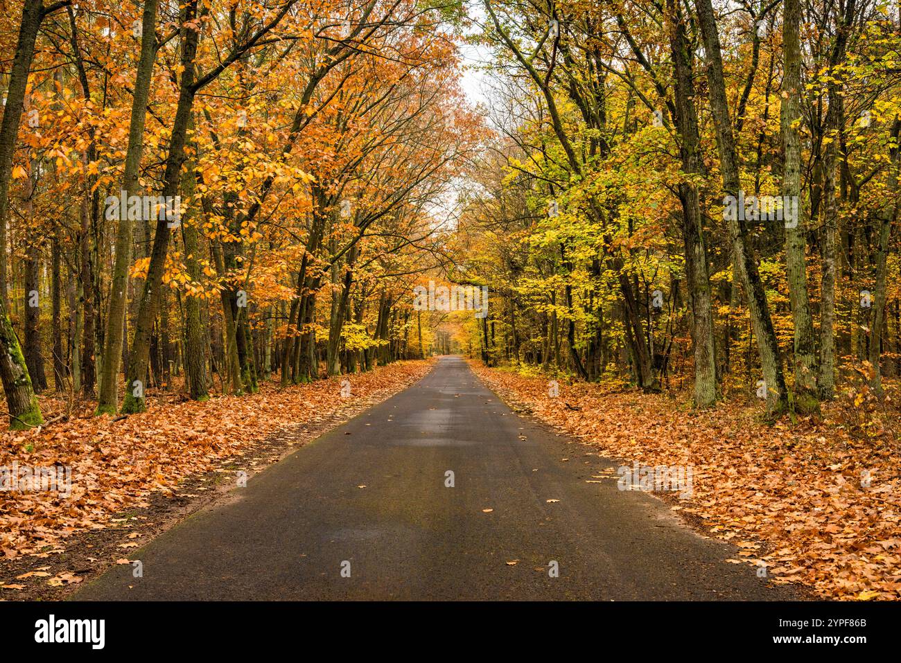 Strada locale, faggio, foresta di querce nella riserva naturale Olszyny Niezgodzkie, Parco paesaggistico della Valle di Barycz, autunno, villaggio di Niezgoda, bassa Slesia, Polonia Foto Stock