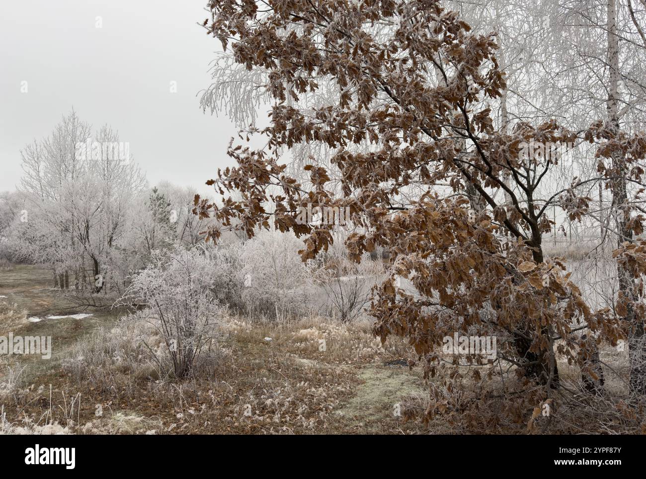 Il primo gelo sulle foglie di quercia Foto Stock