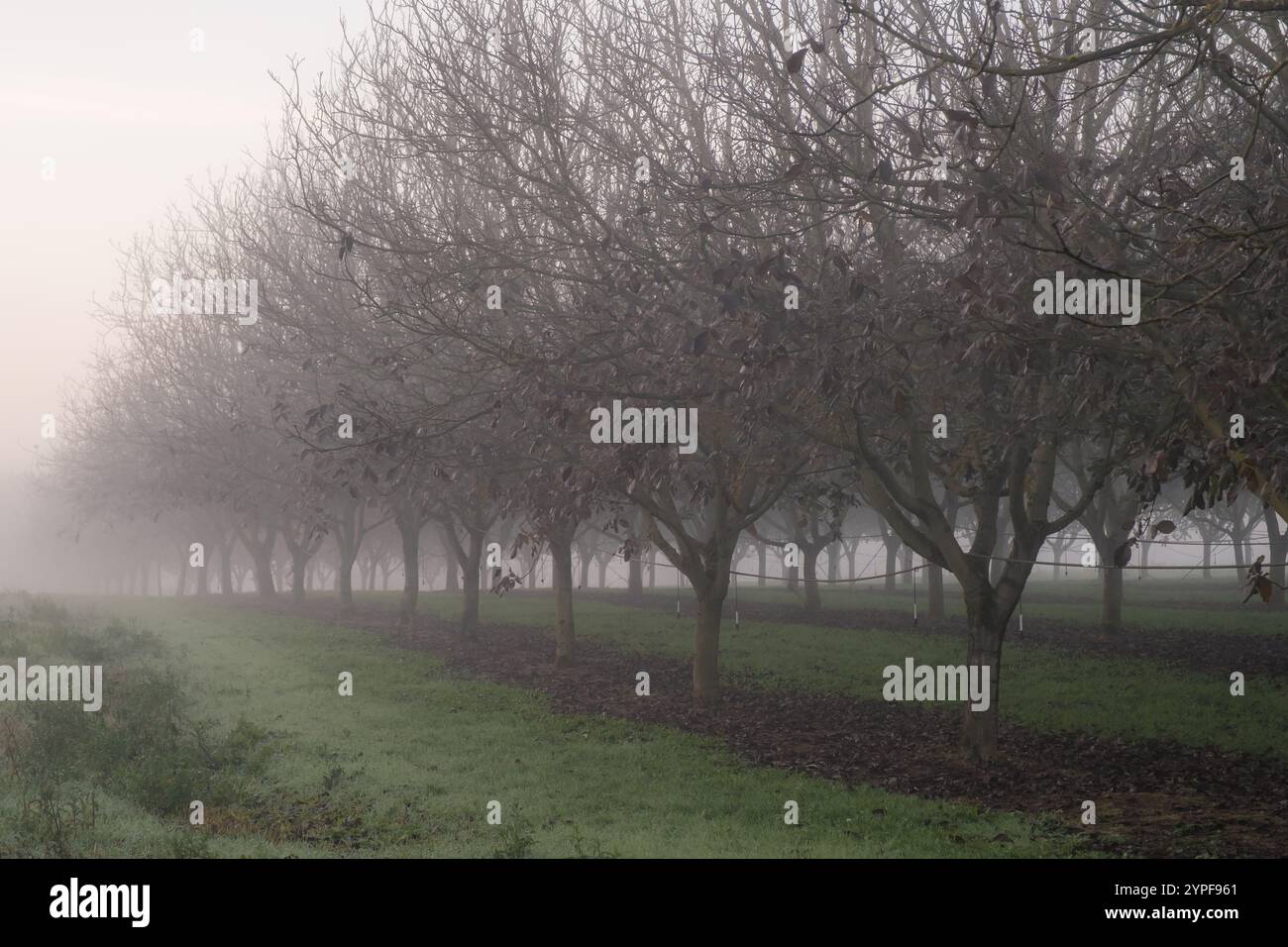 Noci in una mattina nebbiosa d'autunno nella regione francese della Dordogna Foto Stock