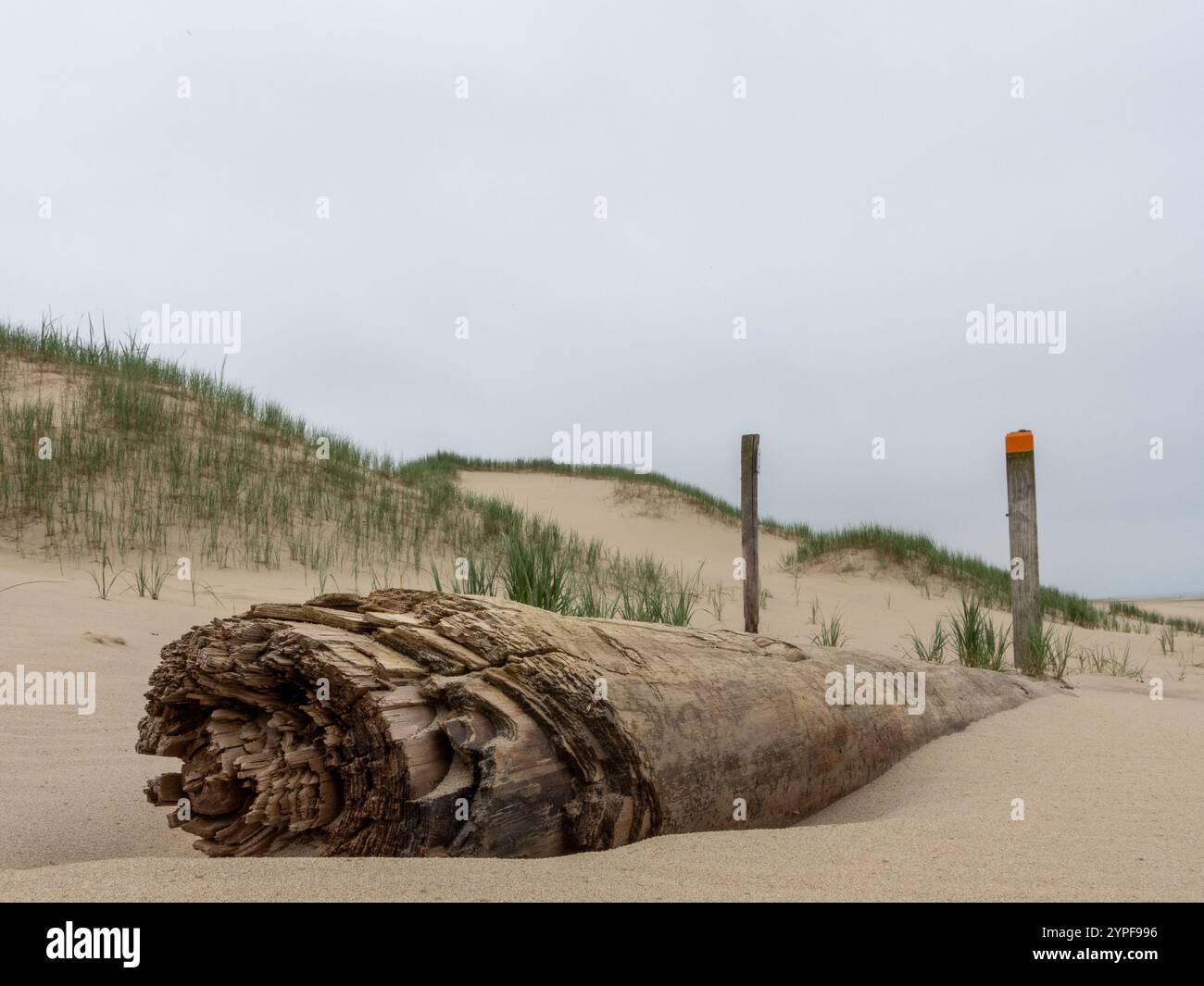 Un grande tronco intempestivo giace parzialmente sepolto in sabbia soffice, circondato da dolci dune di erba sotto un cielo grigio. L'ambiente calmo della costa riflette un Foto Stock