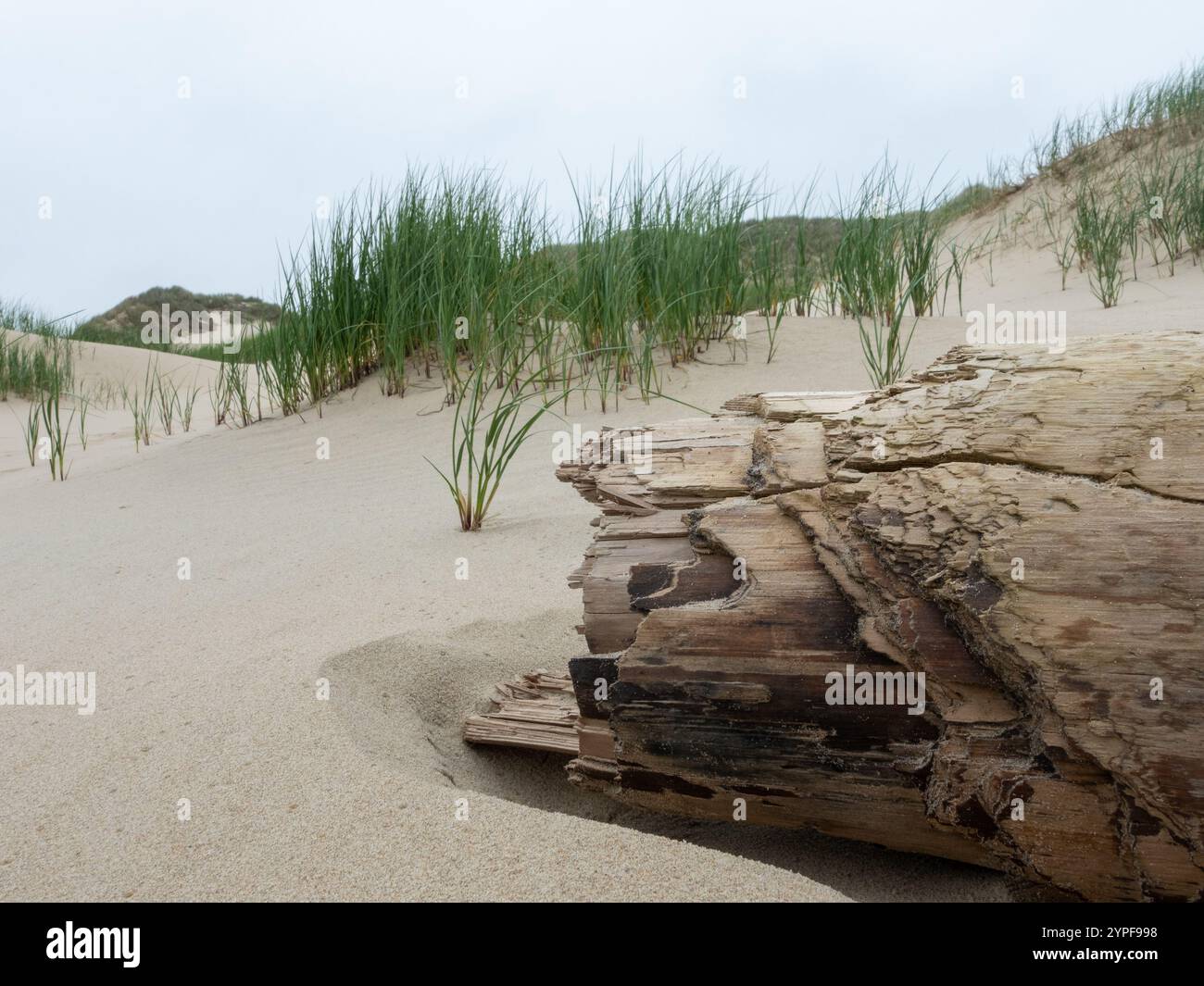 Un grande tronco intempestivo giace parzialmente sepolto in sabbia soffice, circondato da dolci dune di erba sotto un cielo grigio. L'ambiente calmo della costa riflette un Foto Stock