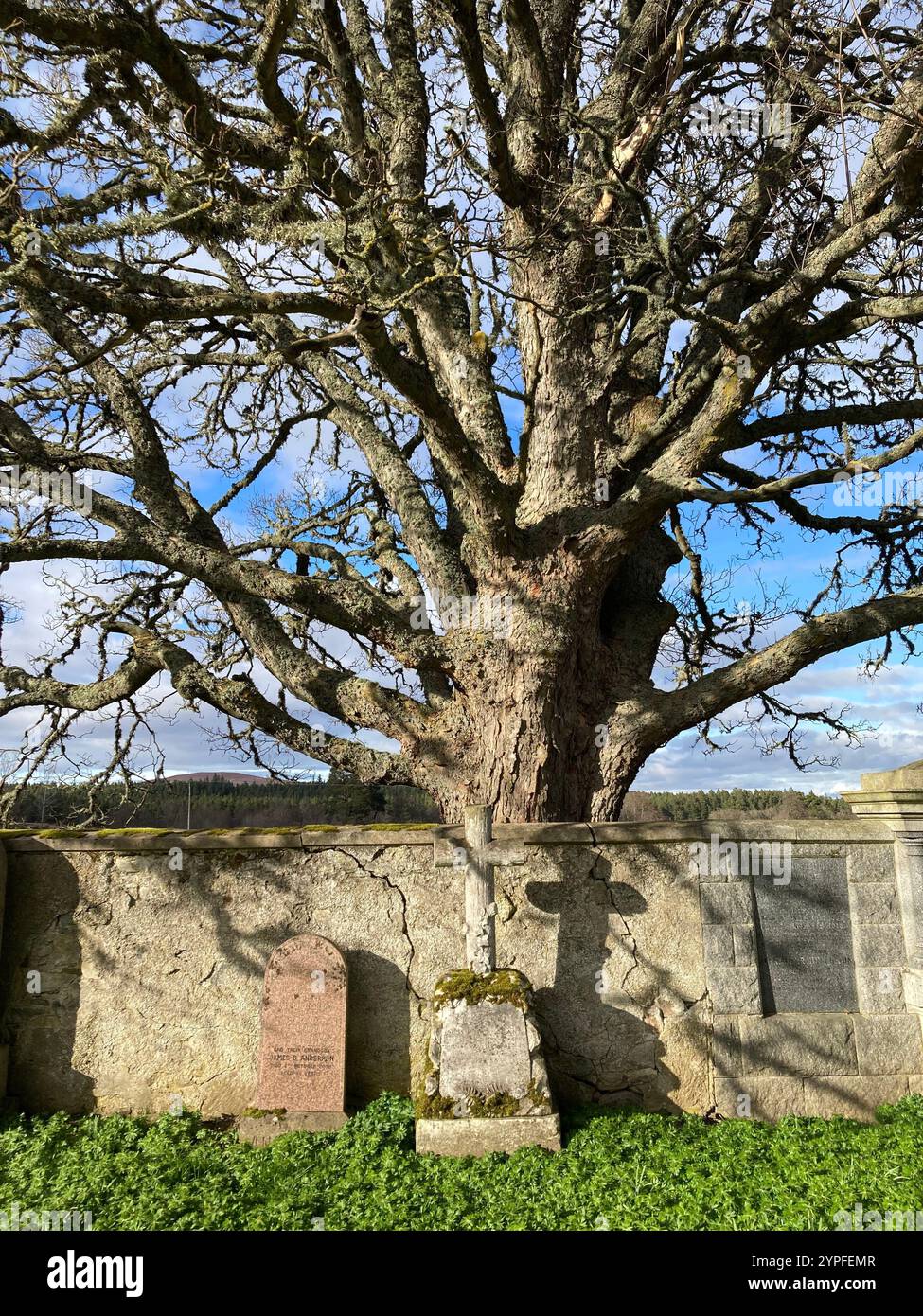 Un albero possente dietro il muro del cimitero nel cimitero di Cromdale, Grantown-on-Spey, Scozia Foto Stock