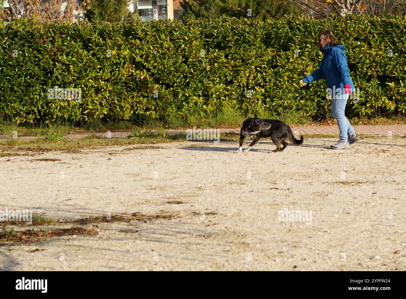 Donna gioiosa che gioca con il suo cane in un bellissimo parco di madrid, in spagna, circondato da alberi verdi e erba in una perfetta giornata d'autunno Foto Stock