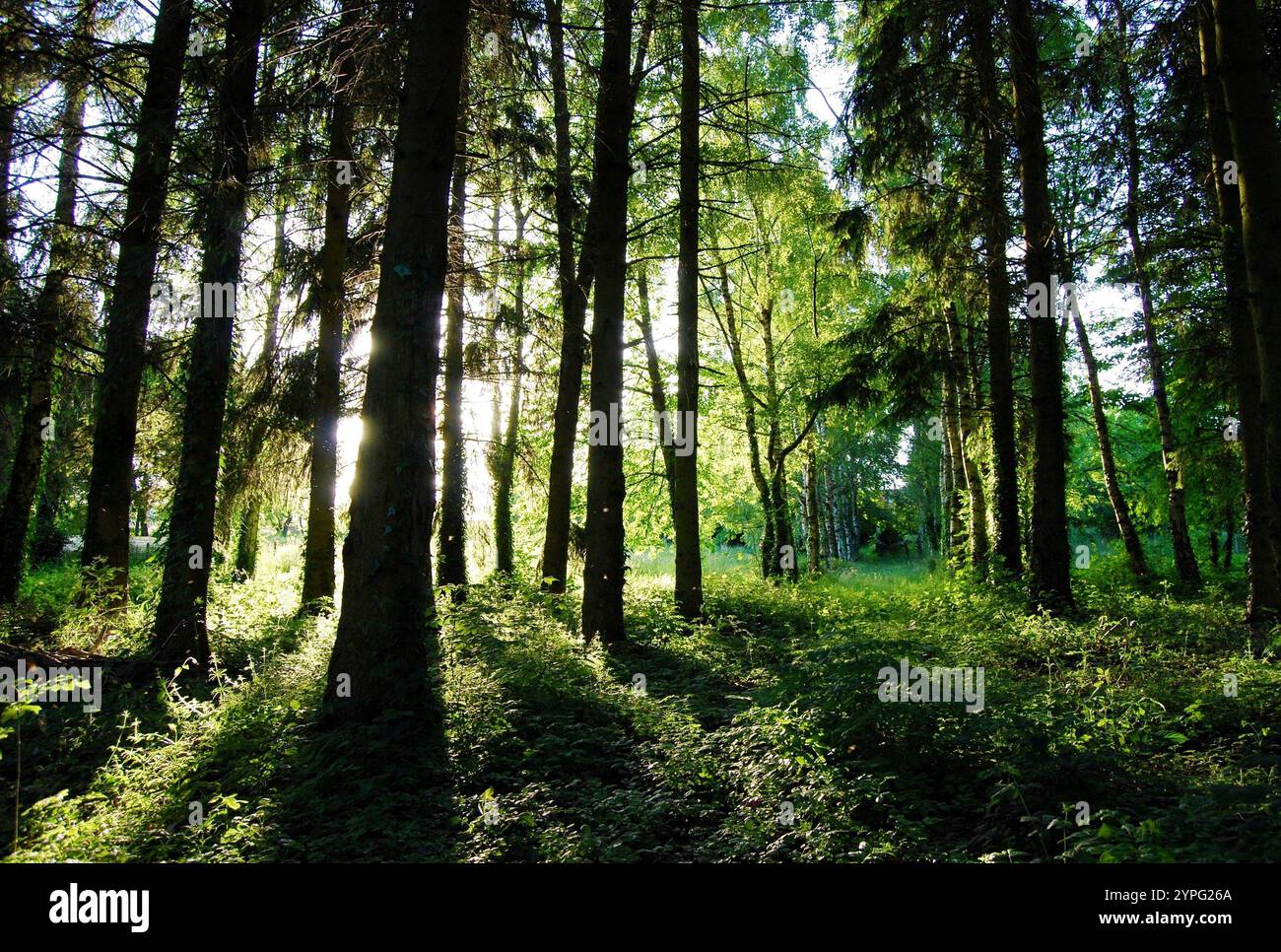 foresta vergine contro la luce, che mette in risalto tutte le sfumature del verde. foresta francese sulla borgogna. La natura è bella Foto Stock