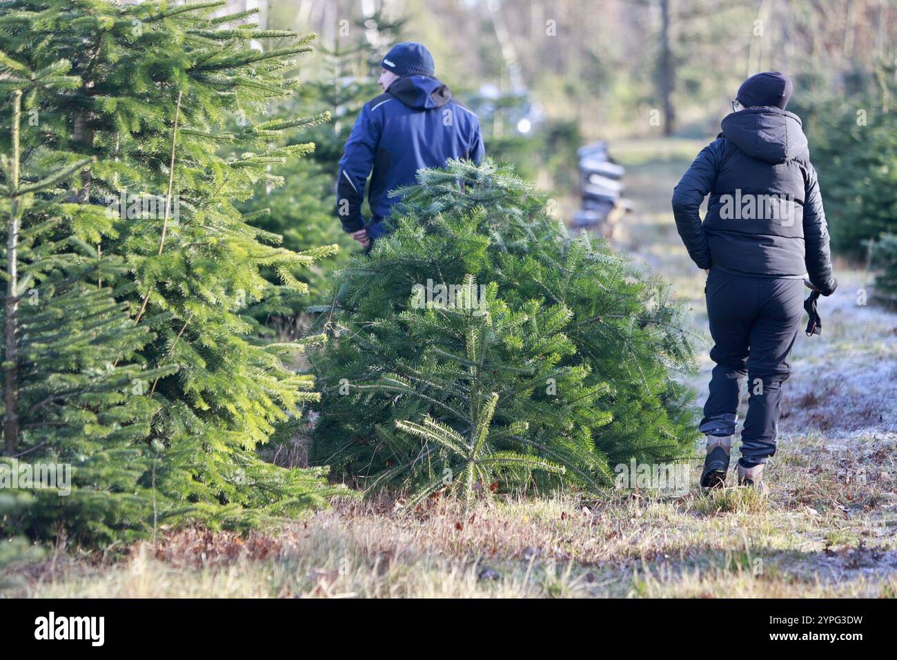 Ballenstedt, Germania. 30 novembre 2024. I visitatori della piantagione di alberi di Natale rimuovono un albero di Natale. Giusto in tempo per il primo fine settimana di Avvento, la vendita di alberi di Natale Harzer Tanne inizia su una piantagione. Oltre ai tradizionali abeti Nordmann, ci sono anche abeti rossi, abeti rossi blu e altri tipi di alberi di Natale. I visitatori hanno la possibilità di tagliare gli alberi da soli nella piantagione. Crediti: Matthias Bein/dpa/Alamy Live News Foto Stock