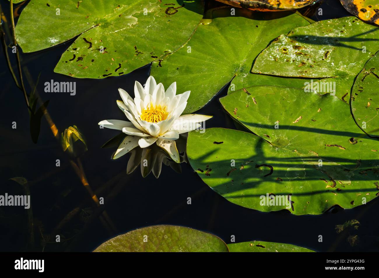 Giglio d'acqua bianca nel fiume. Giglio bianco con giglio d'acqua verde su una superficie di acqua scura e calma da vicino Foto Stock