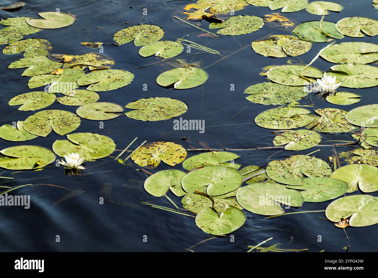 Giglio d'acqua nel fiume. Gigli bianchi con giglio verde su una superficie di acqua scura e calma. Scena in acqua naturale per design e stampa Foto Stock