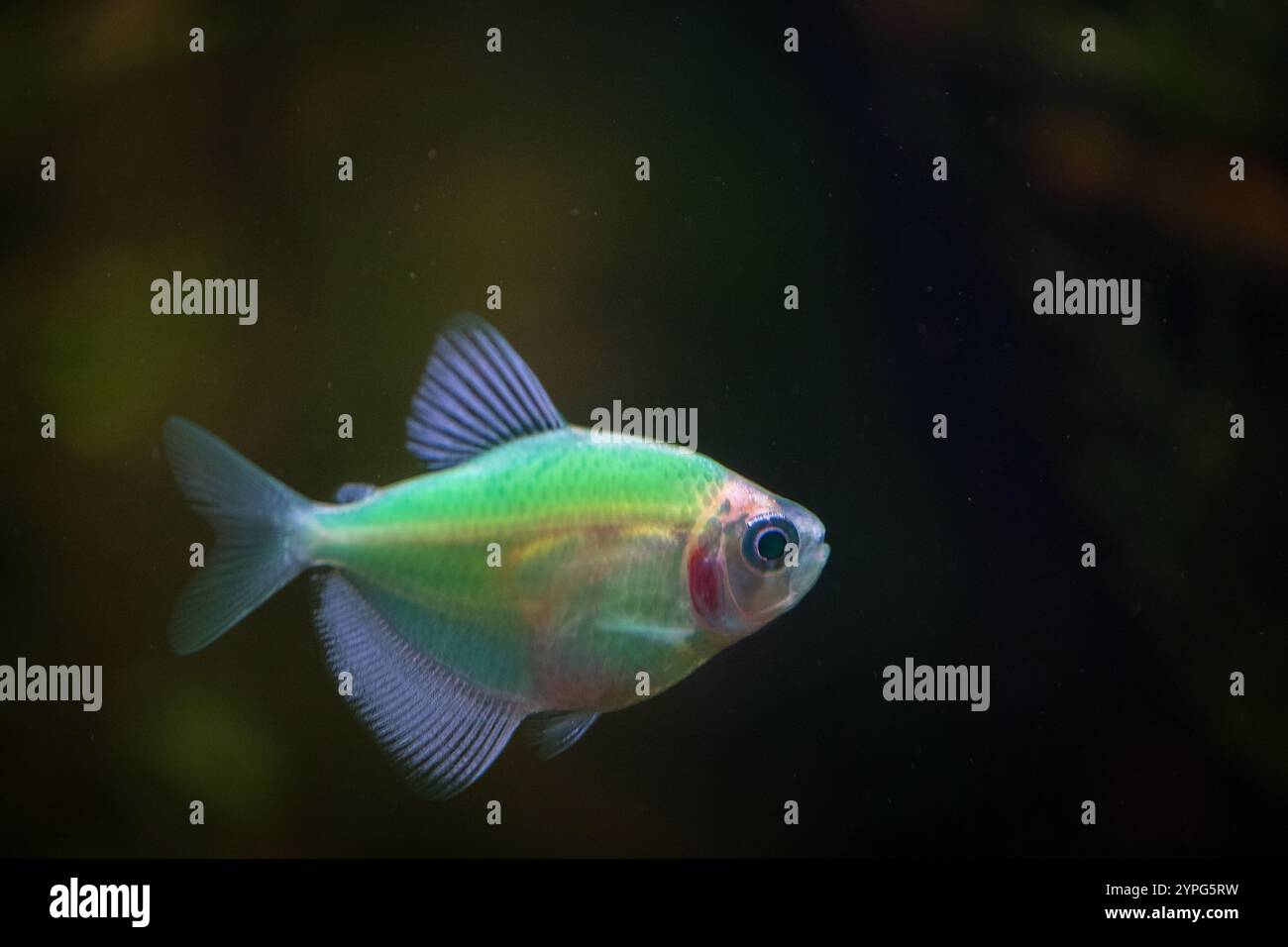 Bellissimi pesci verdi nell'acquario Foto Stock