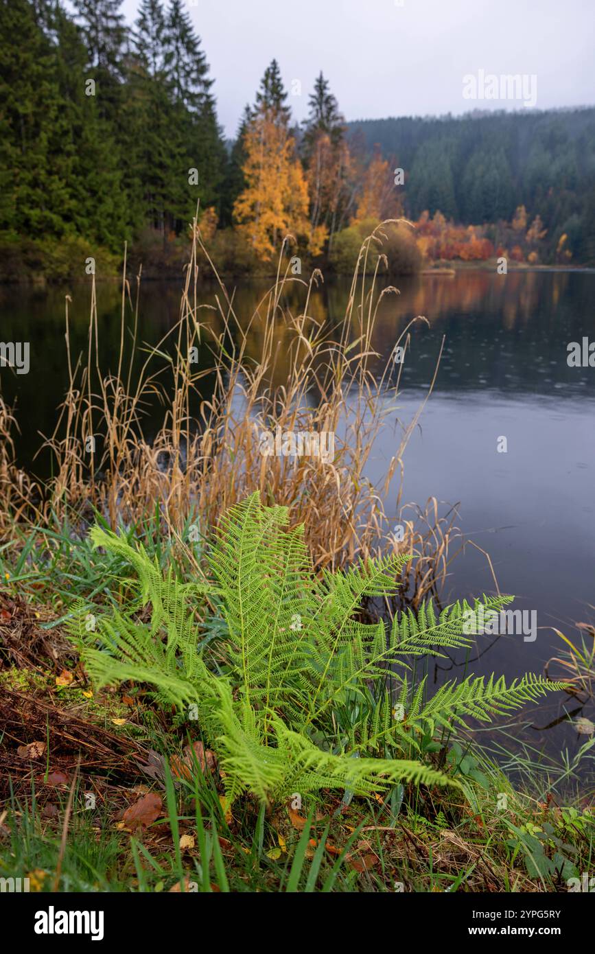 Europa Deutschland Niedersachsen Harz Oberharz Clausthal-Zellerfeld Kellerhalsteich: Herbstlicher Waldrand an einem SEE bei Clausthal Zellerfeld **** e Foto Stock
