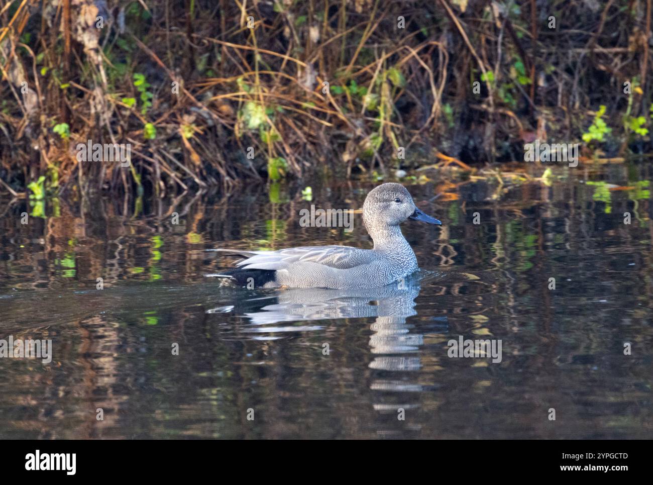 Una piccola anatra che spesso vola in piccoli stormi in inverno e si nutre in associazione con altri uccelli acquatici. Il loro sottile piumaggio è meglio visto da vicino Foto Stock