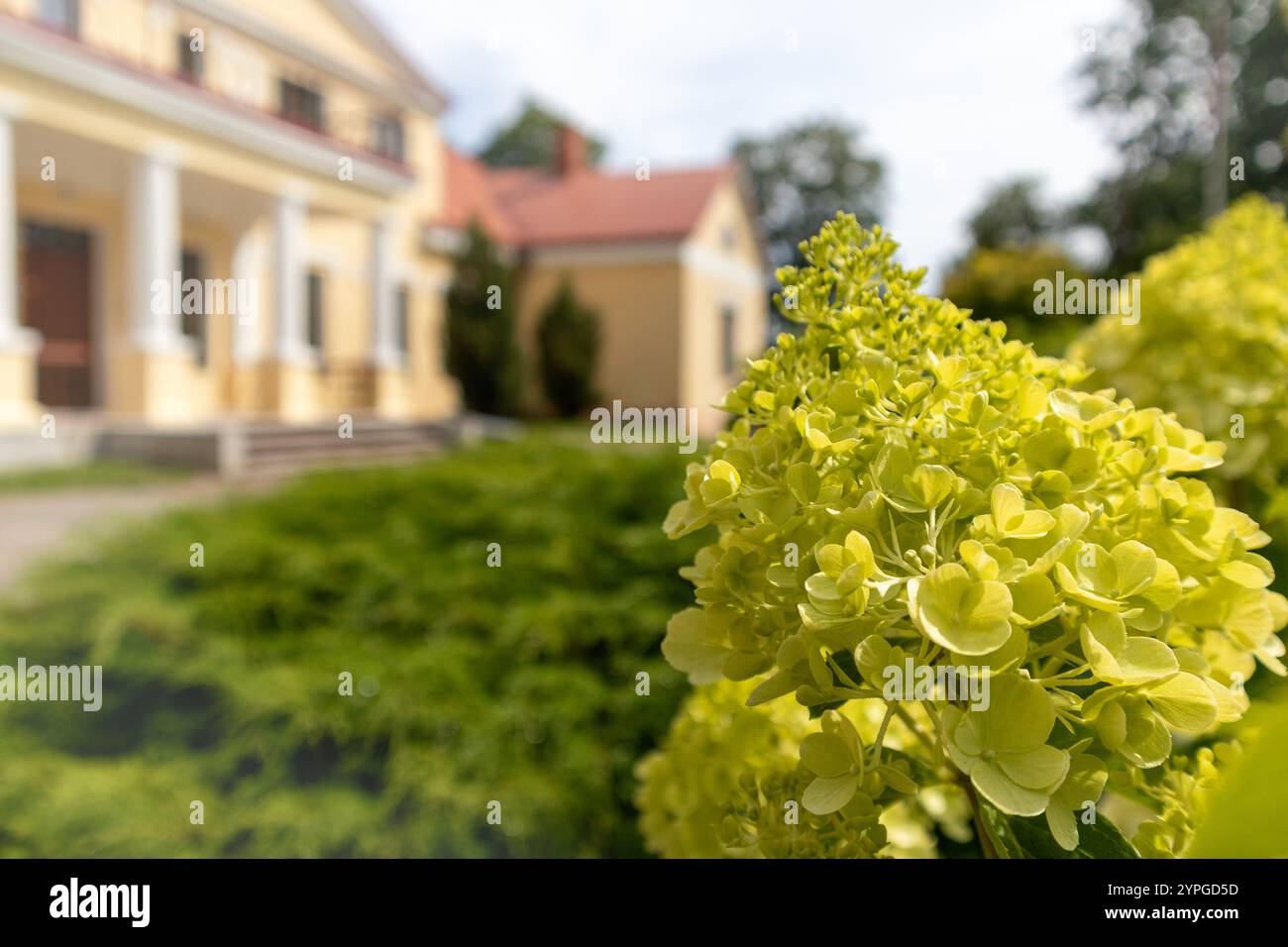 petali verdi su foglie verdi e sfondo in legno della casa Foto Stock