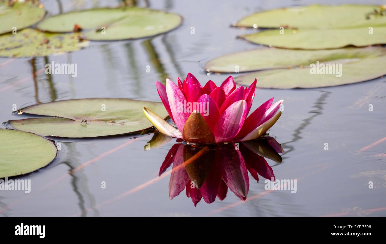 Primo piano di un giglio d'acqua rosa in uno stagno Foto Stock