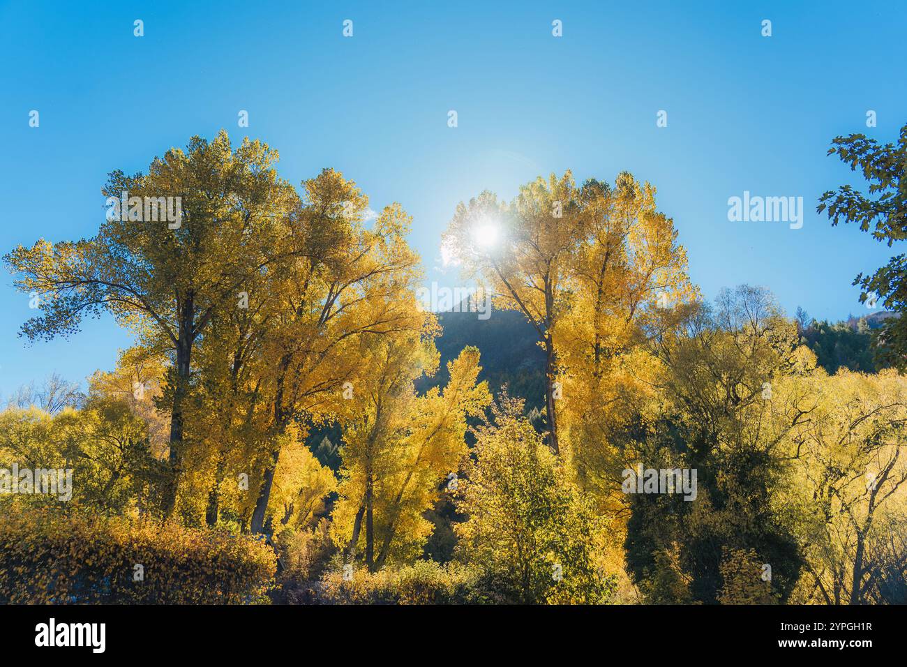 L'autunno giallo lascia l'albero di Ginkgo con la luce del sole attraverso il cielo azzurro durante il giorno di sole Foto Stock