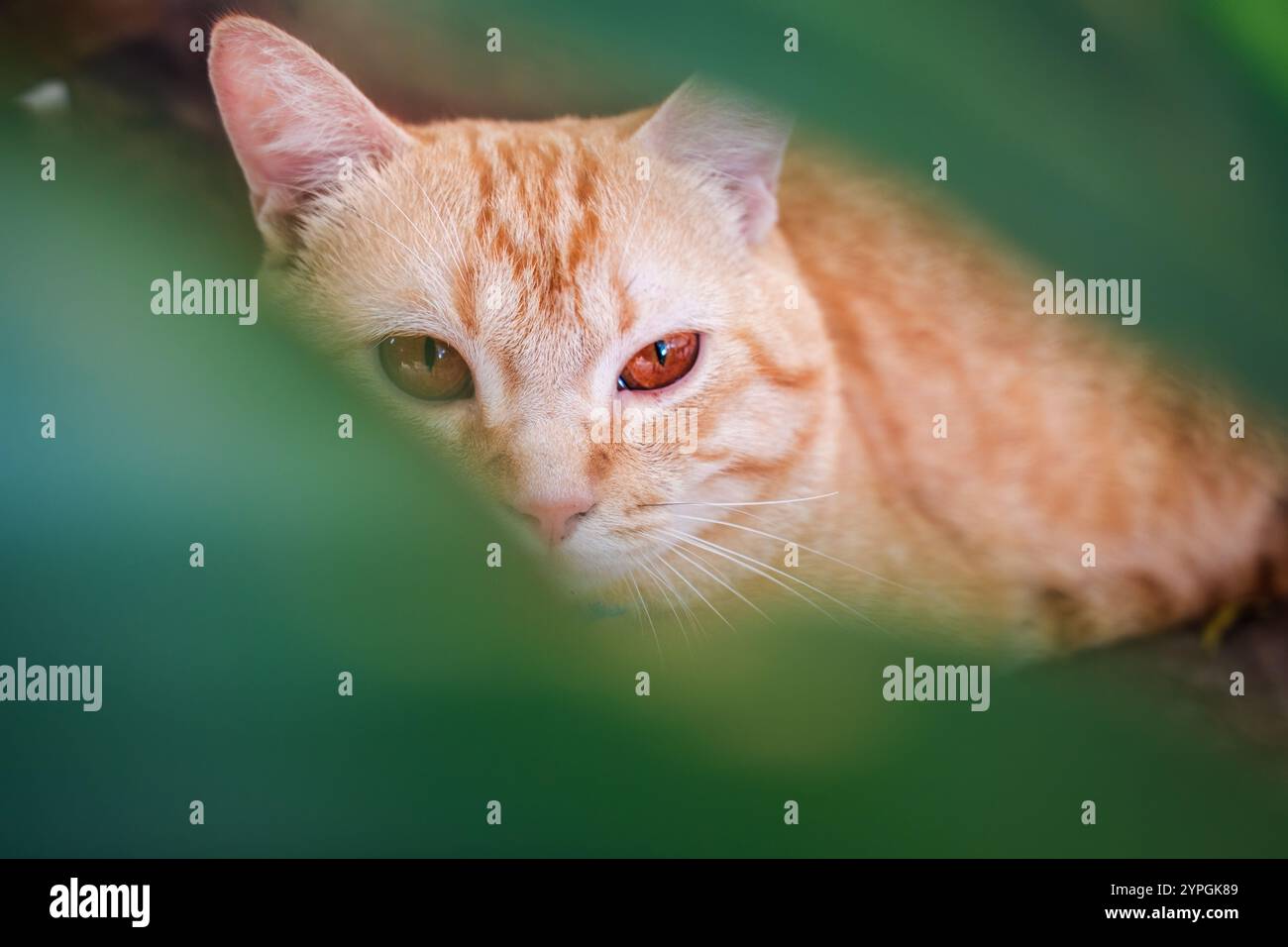 Simpatico gatto arancione con sdraiato a righe e che guarda attraverso la foglia verde Foto Stock