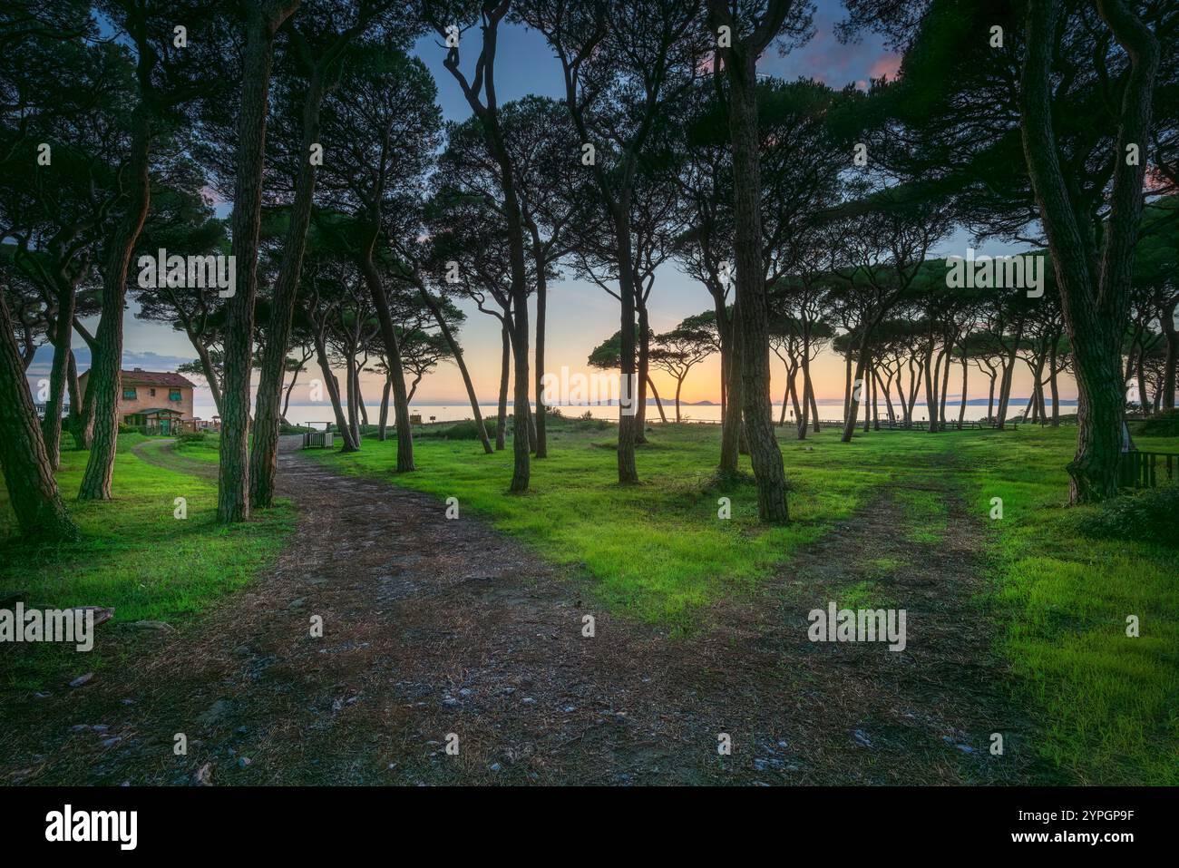 Sentiero verso il mare nella pineta al tramonto sulla spiaggia di Follonica. Il sole tramonta dietro l'Isola d'Elba. Provincia di Grosseto, Toscana, IT Foto Stock