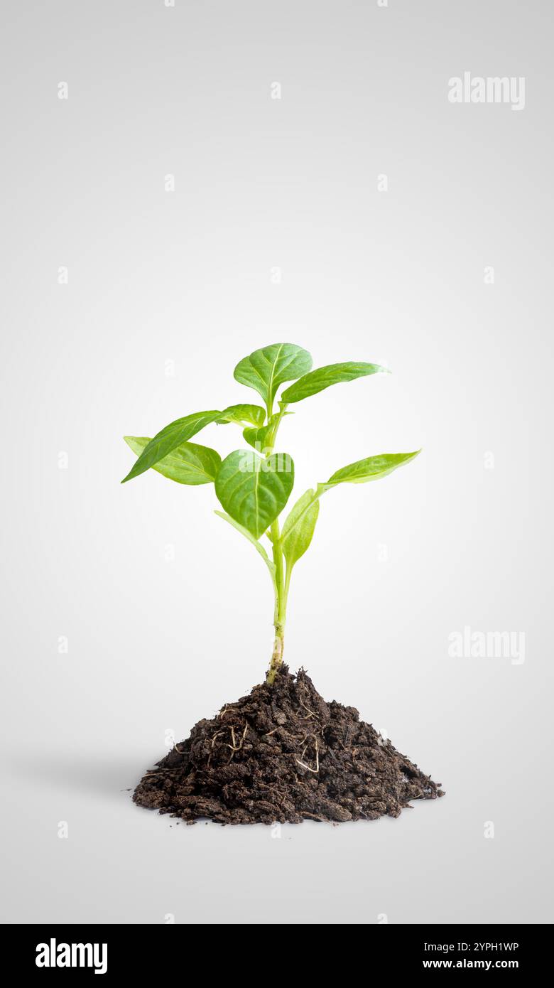 Piccola pianta che cresce da una superficie di terreno su sfondo grigio, simboleggia la crescita, lo sviluppo e il concetto di successo aziendale o personale Foto Stock