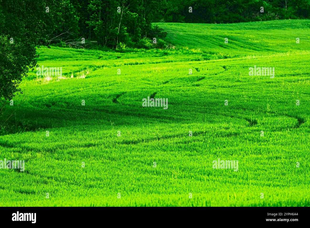 Le piste di gomme che corrono in erba medica durante la tarda primavera nella contea di Mason, Michigan, Stati Uniti Foto Stock