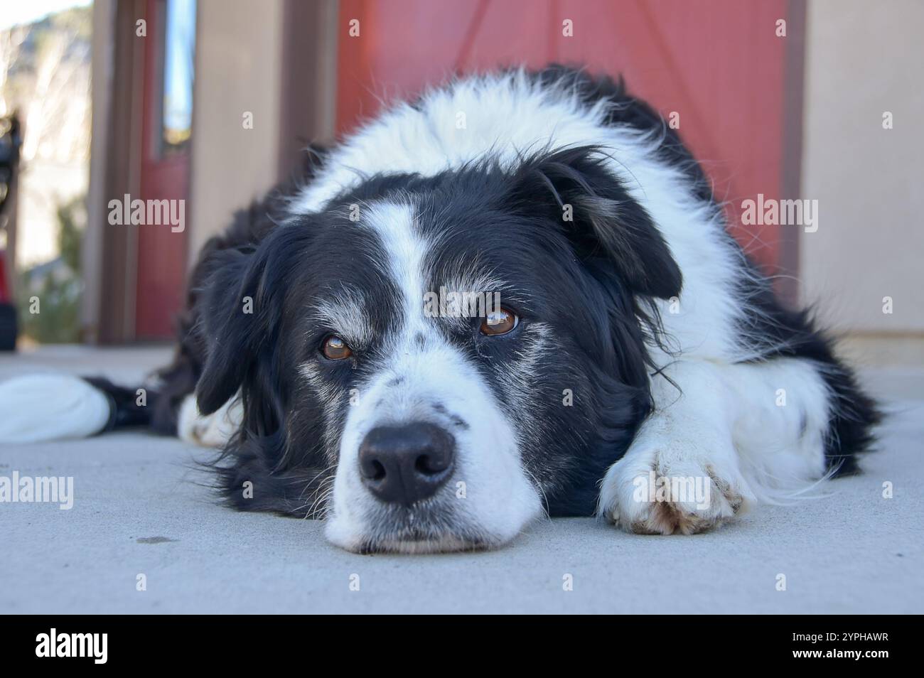 Un cane bianco e nero che si rilassa, sdraiato nel vialetto in una giornata di sole autunnale in Colorado, Stati Uniti Foto Stock