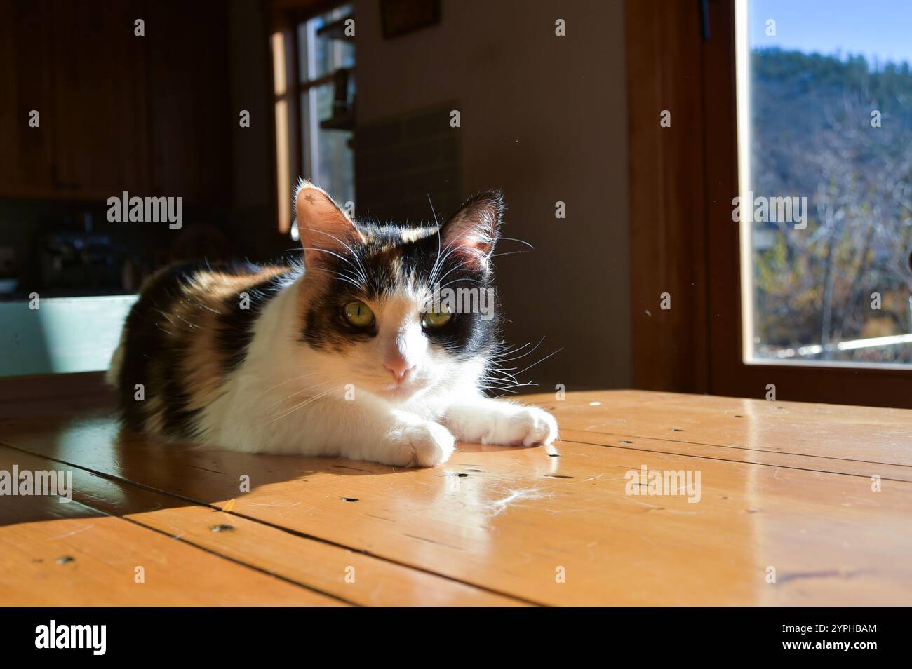 Gatto calico arancione, nero e bianco che giace sotto il sole in una giornata di sole autunnale in Colorado, Stati Uniti Foto Stock